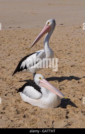 Zwei große schwarze und weiße Pelikane am sandigen Ufer des Flusses Moore, Mündung in Guilderton, Western Australia. Stockfoto