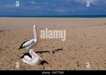 Pelikane am sandigen Ufer des Flusses Moore durch den Indischen Ozean-Mündung in Guilderton, Western Australia. Stockfoto