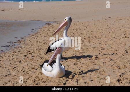 Pelikane am sandigen Ufer des Flusses Moore durch den Indischen Ozean-Mündung in Guilderton, Western Australia. Stockfoto