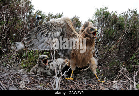 Seltene, einen Monat alte Hen Harrier Küken, die mit Satelliten-Fernempfängern ausgestattet wurden. Stockfoto