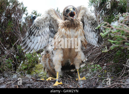 Die Kornweihe Küken markiert Stockfoto