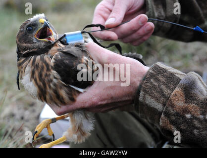 Ein seltenes, einen Monat altes Hen Harrier-Küken, das mit einem Remote Satellite Receiver ausgestattet wurde. Stockfoto