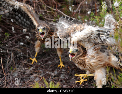 Seltene, einen Monat alte Hen Harrier Küken, die mit Satelliten-Fernempfängern ausgestattet wurden. Stockfoto