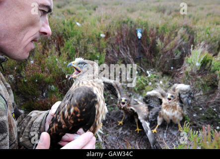 Stephen Murphy, ein Experte für die Harrier, hält ein seltenes, einen Monat altes Harrier-Küken, das mit einem Remote Satellite Receiver ausgestattet ist. Stockfoto