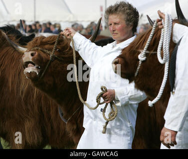 Royal Highland Show, 2008. Highland-Kühe werden vor der Beurteilung auf der 168. Royal Highland Show 2008 in Ingliston, Schottland, in Reihe gestellt. Stockfoto