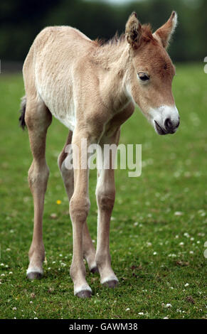 Ein zweitägiges Przewalski Pferd Fohlen, geboren in Woburn Safari Park, Woburn, Bedfordshire. Stockfoto