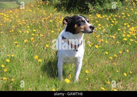 Aberystwyth Wales Großbritannien UK Wetter entwickelt 5. Juli 2016 nach starkem Regen über Nacht der Tag in einem warmen & sonnigen Nachmittag an der walisischen Küste ideales Wetter für Bergwandern. Ein Jack Russell & Whippet Hund genießen einen Lauf in der Sonne Credit: mike Davies/Alamy Live News Stockfoto