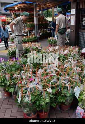 Tokio, Japan. 6. Juli 2016. Frühe Tragegurte Herde Stände verkaufen Topfpflanzen Winden während ein Jahrmarkt in der Innenstadt von Tokio bei Mittwoch, 6. Juli 2016. An mehr als 100 Stände auf einem schmalen Bürgersteig und auf dem Hof eines buddhistischen Tempels werden Tausende von zarten Pflanzen in der Messe, eine jahrhundertealte Tradition markieren das kommen des Sommers verkauft. Bildnachweis: Natsuki Sakai/AFLO/Alamy Live-Nachrichten Stockfoto