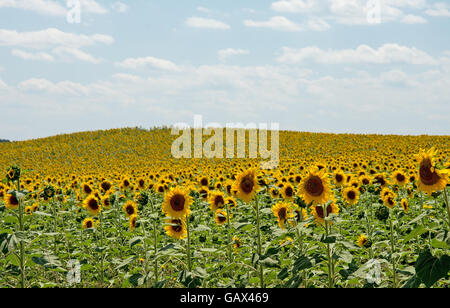 Elchovo Bulgarien 6. Juli 2016 2016: Bereiche in gelb wie die Sonne auf die Sonnenblume brennt, genannt lokal Tal Sonnenblumen dieser Region wie viele Bereiche des Bulgarien spezialisiert auf das Sonnenblumenöl anerkannt als einer der größten Exporteure von Samen in der Welt und Produzenten Sonnenblumenkerne für den menschlichen Verzehr.  Bildnachweis: Clifford Norton/Alamy Live-Nachrichten Stockfoto