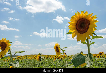 Elchovo Bulgarien 6. Juli 2016 2016: Bereiche in gelb wie die Sonne auf die Sonnenblume brennt, genannt lokal Tal Sonnenblumen dieser Region wie viele Bereiche des Bulgarien spezialisiert auf das Sonnenblumenöl anerkannt als einer der größten Exporteure von Samen in der Welt und Produzenten Sonnenblumenkerne für den menschlichen Verzehr.  Bildnachweis: Clifford Norton/Alamy Live-Nachrichten Stockfoto