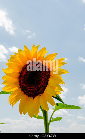 Elchovo Bulgarien 6. Juli 2016 2016: Bereiche in gelb wie die Sonne auf die Sonnenblume brennt, genannt lokal Tal Sonnenblumen dieser Region wie viele Bereiche des Bulgarien spezialisiert auf das Sonnenblumenöl anerkannt als einer der größten Exporteure von Samen in der Welt und Produzenten Sonnenblumenkerne für den menschlichen Verzehr.  Bildnachweis: Clifford Norton/Alamy Live-Nachrichten Stockfoto