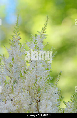 Weiße Astilben Blumen im Garten Stockfoto