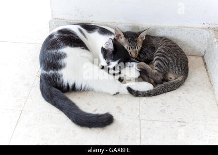 Zwei Katzen Kätzchen schlafen. Die Streifen weiß und schwarz gestreifte Tiger. Stockfoto