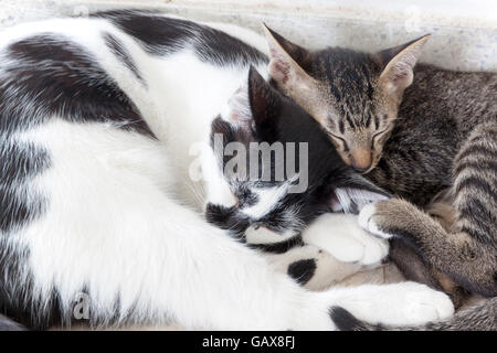 Zwei Katzen Kätzchen schlafen. Die Streifen weiß und schwarz gestreifte Tiger. Stockfoto