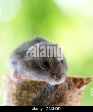 lustige kleine hamster Stockfoto