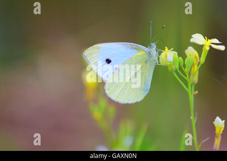 Kleiner weißer Schmetterling (Pieris Rapae), gemeinhin als der Kohlweißling Stockfoto