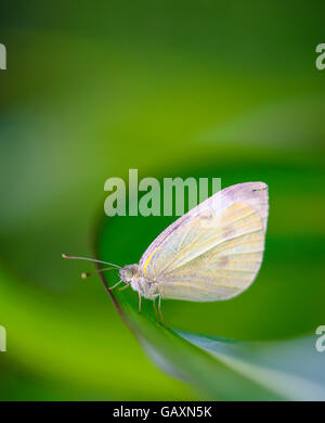 Kleiner weißer Schmetterling (Pieris Rapae), gemeinhin als der Kohlweißling Stockfoto