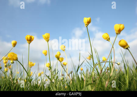 Wiese ranunkeln (anunculus acris) wachsen in ungestörten Grasland, England Großbritannien Stockfoto