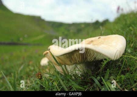 St George Pilz (Calocybe Gambosa) wächst wild in ungestörten Grünland Lebensraum, Peak District Derbyshire England UK Stockfoto
