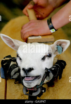 Royal Highland Show, 2008. Ein Beltex-Schaf, das vor der 168. Royal Highland Show 2008 in Ingliston, Schottland, gebürstet wird. Stockfoto