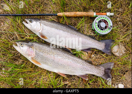 Regenbogenforelle gefangen von Fliegenfischen Stockfoto