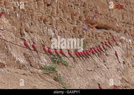 Carmine Bienenfresser Merops Nubicoides ruht in der Nähe von Nestern auf Sandbank Luangwa-Tal-Sambia Stockfoto