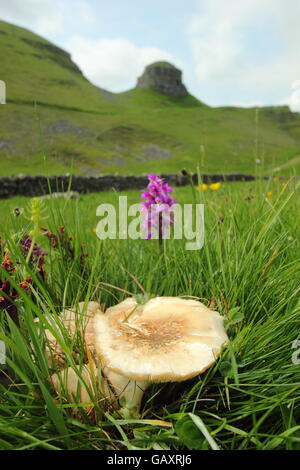 St George Pilzzucht von wilden frühen lila Orchideen in Kalkstein Grünland, Peak District National Park, England UK Stockfoto