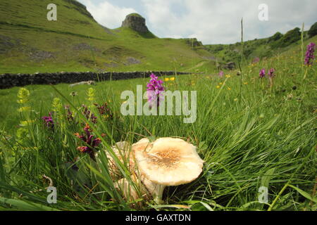 St George Pilzzucht von wilden frühen lila Orchideen in Kalkstein Grünland, Peak District National Park, England UK Stockfoto