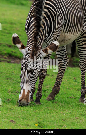GREVY Zebra Fütterung Stockfoto
