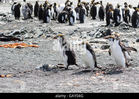 Königlichen Pinguine, die Rückkehr in ihre Kolonie auf Macquarie Island, australische Sub-Antarktis, mit Kingsize-Pinguine im Hintergrund Stockfoto