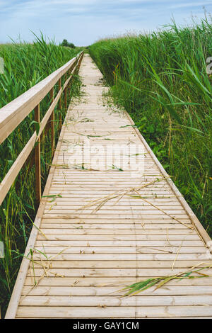 Holzbrett Wandern Wanderweg führt durch Reed Dickicht, vertikale Zusammensetzung Stockfoto