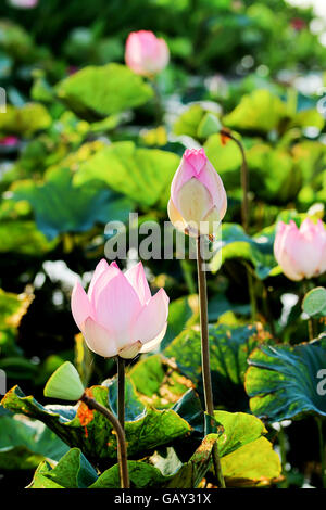 Rosa und grün, die angehende Lotus Blumen Hintergrund Stockfoto