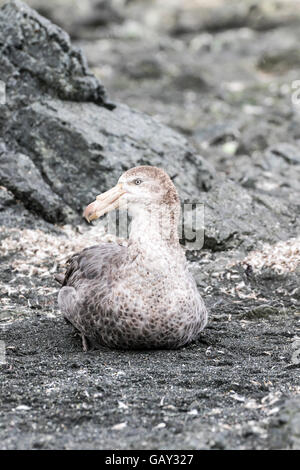 Nördlichen giant Petrel auf Macquarie Island, Australian Antarctic Division Stockfoto