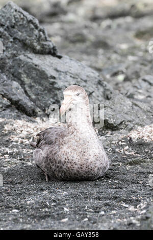 Nördlichen giant Petrel auf Macquarie Island, Australian Antarctic Division Stockfoto