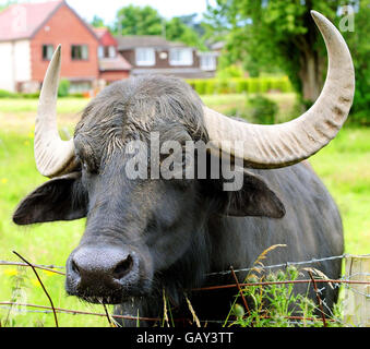 Büffel gezielt von Schlägern Stockfoto