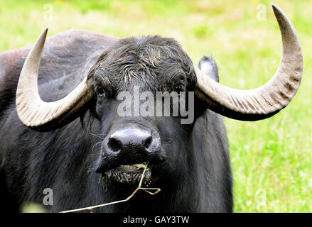 Buffalo von Schlägern anvisiert. Indian Water Buffalo, Oink, auf einer Farm in Darley Abbey, Derby. Stockfoto