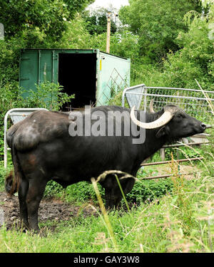 Indian Water Buffalo, Oink, auf einer Farm in Darley Abbey, Derby. Die CCTV-Kamera, die zum Schutz des Büffels verwendet wird, ist im Hintergrund zu sehen. Stockfoto