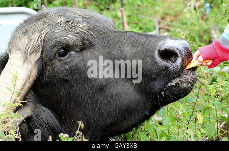 Büffel gezielt von Schlägern Stockfoto