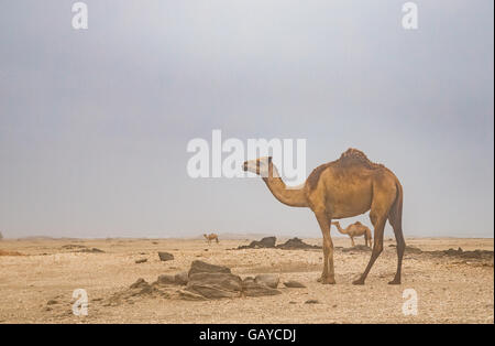 Kamele in der Wüste in Salalah, Oman Stockfoto