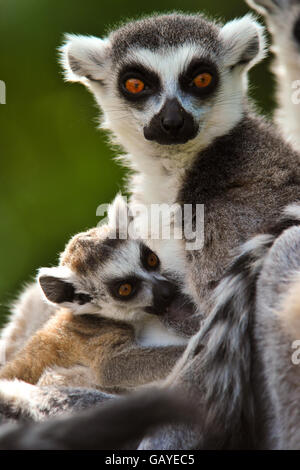 Warbie, ein sieben Wochen alter Ringschwanz-Lemur, wird mit seiner Mutter Roxy abgebildet. Warbie wurde am 10. Mai dieses Jahres im Bristol Zoo geboren. Stockfoto