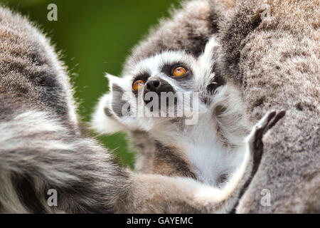 Warbie, ein sieben Wochen alter Ringschwanz-Lemur, der am 10. Mai dieses Jahres im Zoo Bristol geboren wurde. Stockfoto