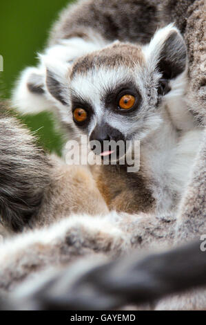 Baby-Lemur im Zoo von Bristol Stockfoto