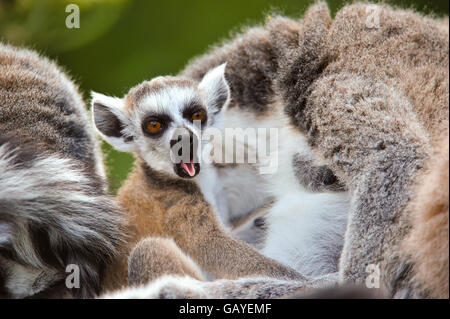 Baby-Lemur im Zoo von Bristol Stockfoto