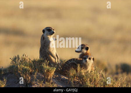 Erdmännchen stehend schaut sich um an einem schönen Morgen in Botswana/Südafrika Stockfoto