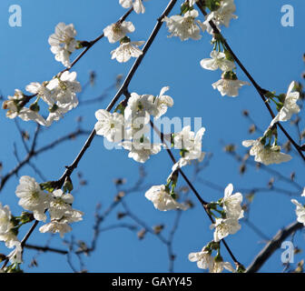 Süße Kirschblüten vor tiefblauem Himmel Stockfoto