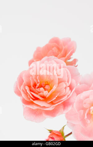Nahaufnahme von Pfirsich Garten rose Cluster. Rosa "Aprikose Drift" Stockfoto