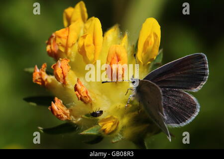 Kleiner blauer Schmetterling Stockfoto