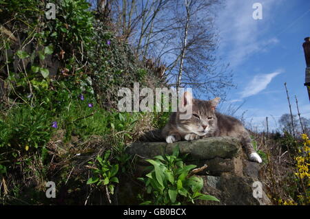 Tabby Katze im Garten liegen Stockfoto