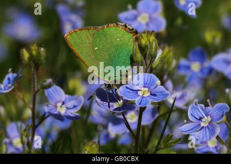 Grüner Zipfelfalter Schmetterling Stockfoto