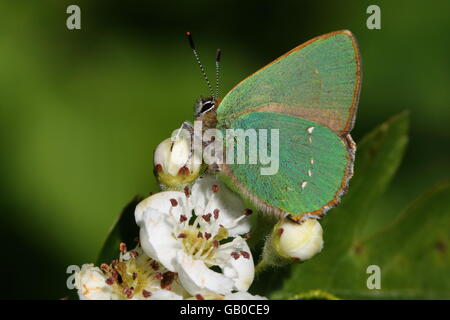 Grüner Zipfelfalter Schmetterling Stockfoto